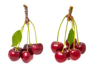 Two bunches of red sweet cherries. Prunus avium. Beautiful close-up of fresh ripe berry fruit, green stems and leaves. Healthy juicy refreshment. Full depth of field. Isolated on white background.