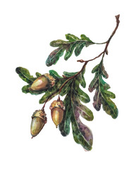 Watercolor handsketched oak tree branch, leaves and acorns isolated on white. Vintage style botanical illustration. Rustic handpainted boho element, floral wedding decoration.