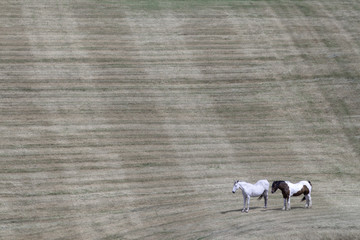 2 horses in corner of field