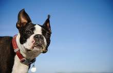 Boston Terrier Dog Outdoor Portrait Wearing Red Collar Against Blue Sky