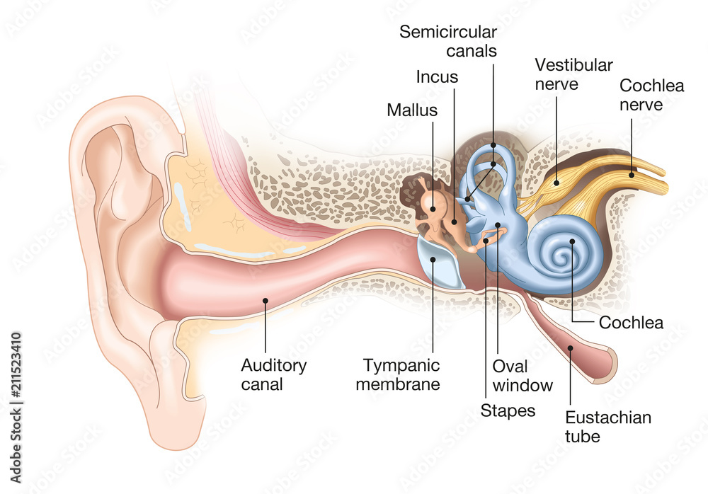 Ear anatomy, medical illustration with caption Stock Illustration ...