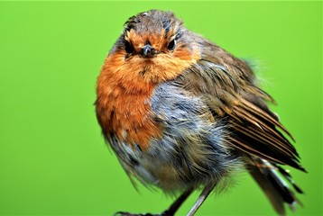 robin