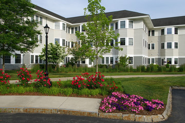 Poster - apartment buildings exterior with spring tree and flower