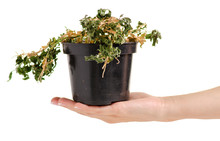 A Dried Plant In A Pot In Hand On A White Background Isolation