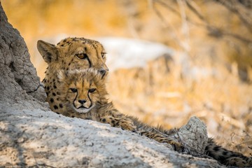 female cheetah with cub in etosha national park