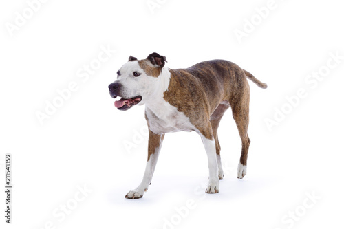 Chien De Race American Staffordshire Terrier Senior Sur Fond