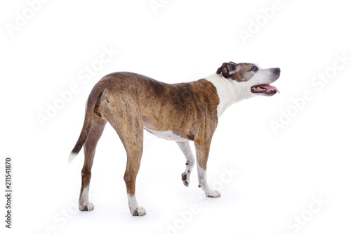 Chien De Race American Staffordshire Terrier Senior Sur Fond