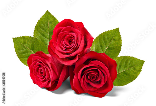 flower rose petal blossom red nature beautiful background