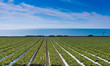 A strawberry field with the pacific ocean in the background. California