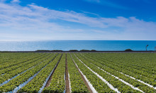 A Strawberry Field With The Pacific Ocean In The Background. California
