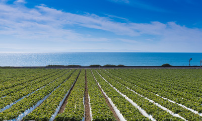 a strawberry field with the pacific ocean in the background. california