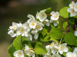 Poster - Beautiful blossoming branch of jasmine in garden