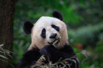 Panda Bear Looking at the viewer while eating some fresh Bamboo for lunch. Panda Reserve in Sichuan Province, China. Wildlife Conservation Area, Endangered Species