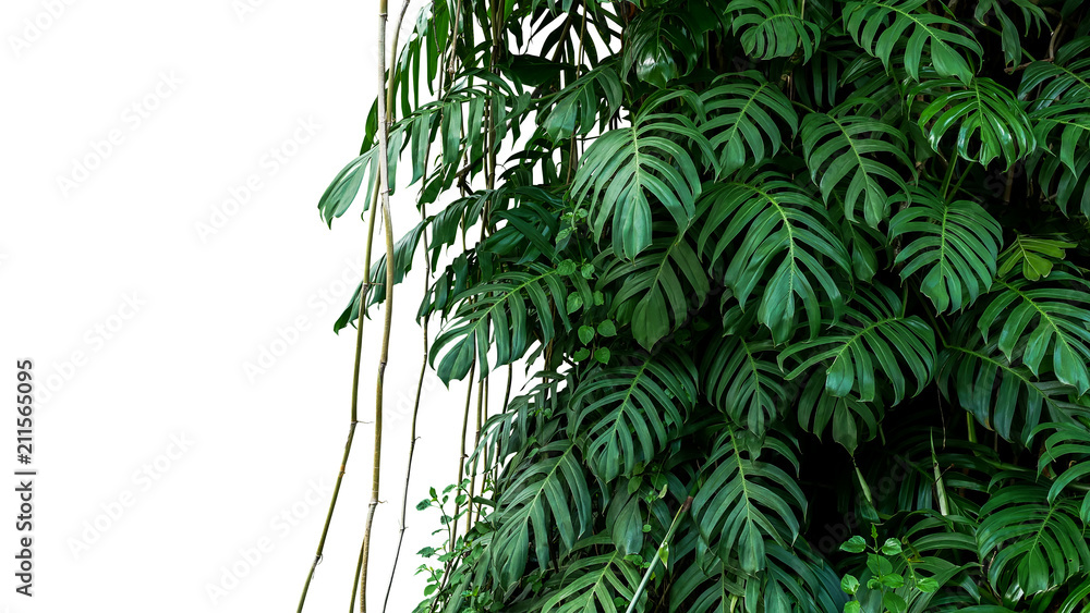 ausgewachsene monstera Monstera deliciosa XXL | Online kaufen