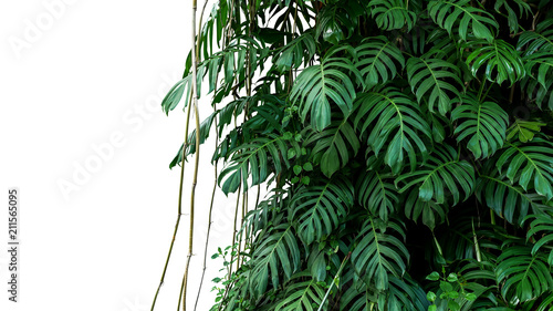 Cuadros en Lienzo Green leaves of native Monstera (Epipremnum pinnatum) liana plant growing in wild climbing on jungle tree, tropical forest plant evergreen vines bush isolated on white background with clipping path