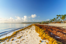 Punta Cana, Dominican Republic - June 17, 2018: : Sargassum Seaweeds On Ocean Beach In Bavaro, Punta Cana. Due To Global Warming, The Altered Ocean Current Bring Sargasso To Dominican Republic Coast.