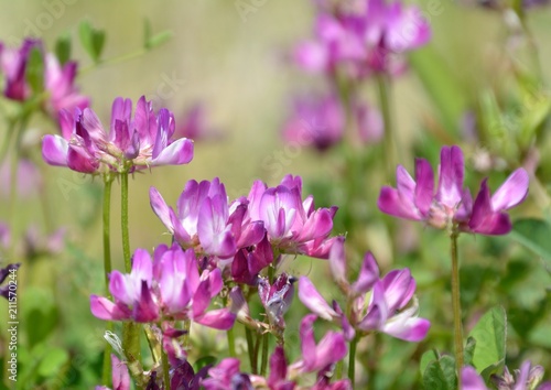 レンゲソウ Chinese Milk Vetch Astragalus Sinicus の花咲く Stock Photo Adobe Stock レンゲソウ Chinese Milk Vetch Astragalus Sinicus の花咲く Stock Photo Adobe Stock