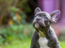 The Portrait Of A Very Young French Bulldog
