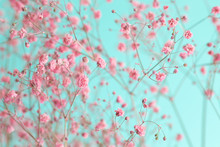 Dry Pink Baby's Breath Flowers Against A Teal Background
