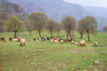 Wall Mural - Flock of sheep in green field near mountains. Iran