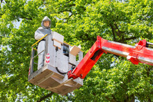Man Fighting Oak Procession Caterpillars In Aerial Platform