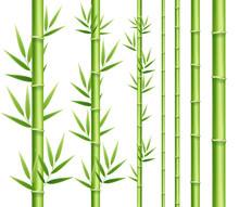 Realistic 3d Detailed Bamboo Japanese Or Chinese Green Plant Decor Element Set. Vector