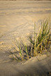 © Blacky - Strand, Dünen, niederländische Nordseeküste