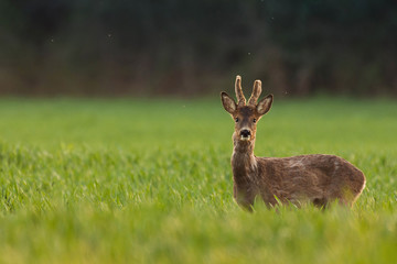 Wall Mural - winter deer in a field with velvet
