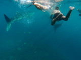 Fototapeta Łazienka - Tourists swim in the sea with whale sharks near the city of Oslob on the island of Cebu, Philippines. Watch the feeding of sharks in nature..