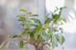 © bennian_1 - Small green tree in the restauran with blurr background