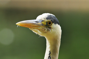 Wall Mural - Ardea cinerea portrait