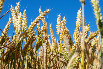 Golden ripe wheat ears in front of blue cloudless sky in summer