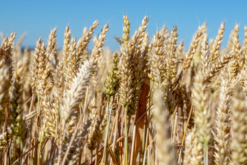 Close up view on several golden ripe wheat ears on a agricultural field in summer