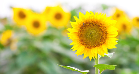 Fotomurales - Summer Landscape of Golden Sunflower Field with Little Bee