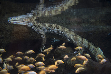 Wall Mural - Crocodile in the pool with fish submerged in the water view