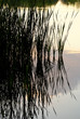 Silhouetten von Schilfhalmen gespiegelt auf glatter See-Oberfläche mit Reflexion dees Abendhimmels