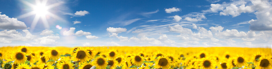 Fotomurales - Summer Landscape of Golden Sunflower Field
