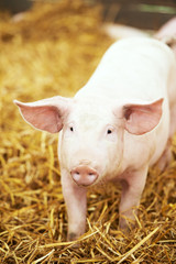 Wall Mural - Young piglet on hay and straw at pig breeding farm