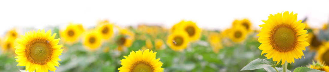 Fotomurales - Panorama of Summer Landscape - Golden Sunflower Field