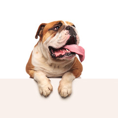 Wall Mural - panting english bulldog lying with paws hanging looks to side