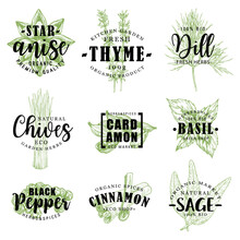 Spice Or Herb Lettering With Food Condiment Sketch