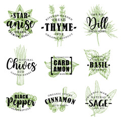 Spice or herb lettering with food condiment sketch