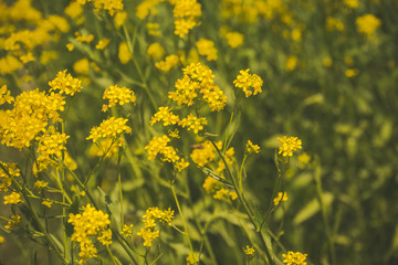  Inflorescence of Yellow flowers