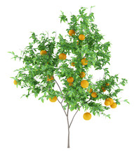 Orange Tree With Oranges Isolated On White Background
