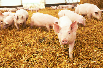 Wall Mural - young piglet on hay at pig farm