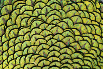 texture of peacock feathers