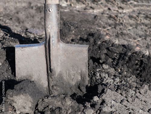 Close-up of bayonet spade into the soft earth. They're digging up ...