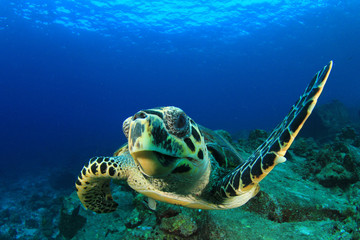 Wall Mural - Hawksbill Sea Turtle 