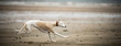 Whippet at the Beach