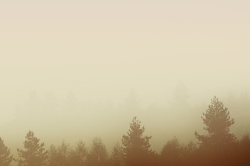 Naklejka na meble background of foggy trees in nature with copyspace